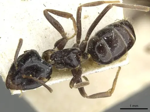 Lasius nipponensis specimen CASENT0911056 image casent0911056_1