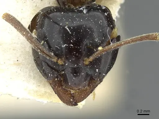 Lasius nipponensis specimen CASENT0911056 image casent0911056_2