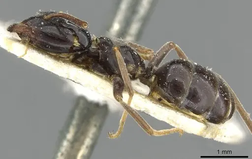 Lasius nipponensis specimen CASENT0911056 image casent0911056_3