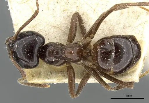 Lasius nipponensis specimen CASENT0911057 image casent0911057_1