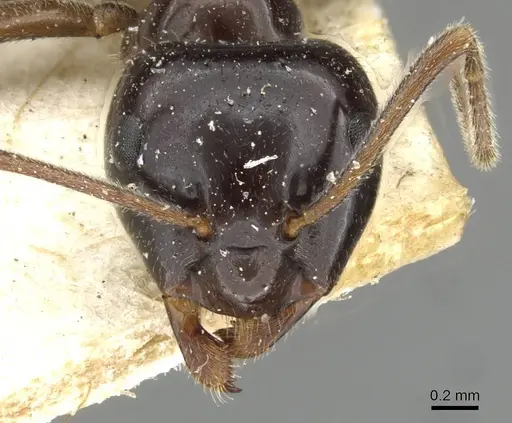 Lasius nipponensis specimen CASENT0911057 image casent0911057_2