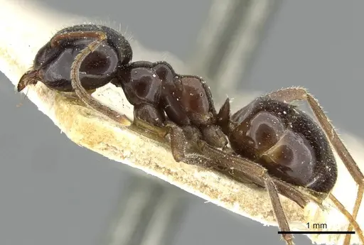 Lasius nipponensis specimen CASENT0911057 image casent0911057_3