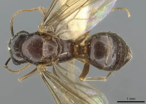 Lasius nipponensis specimen CASENT0911181 image casent0911181_1