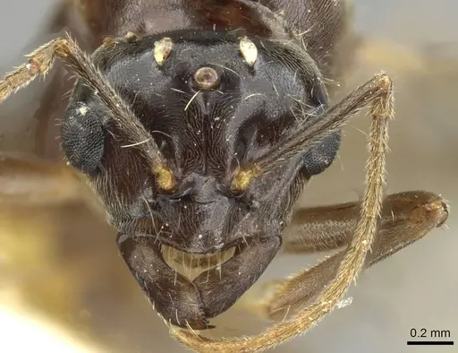 Lasius nipponensis specimen CASENT0911181 image casent0911181_2