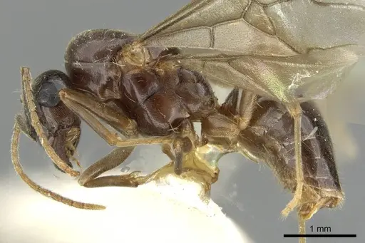 Lasius nipponensis specimen CASENT0911181 image casent0911181_3
