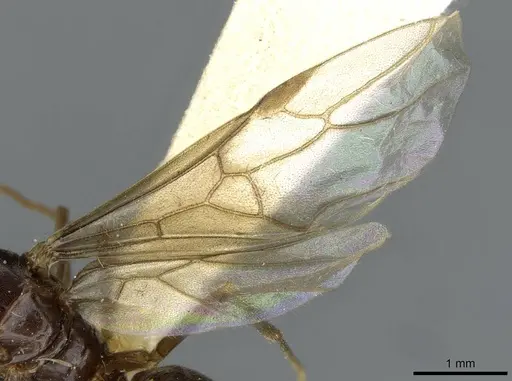 Lasius nipponensis specimen CASENT0911181 image casent0911181_4