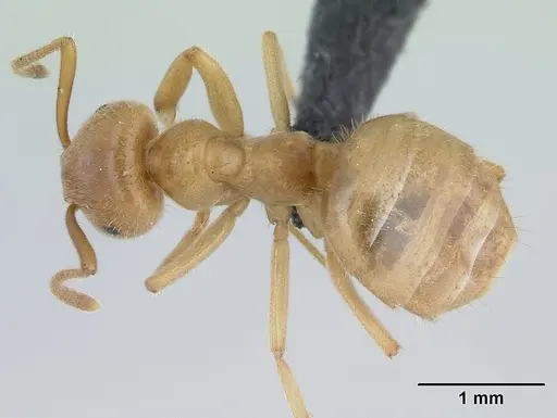 Lasius nitidigaster specimen CASENT0178767 image casent0178767_1
