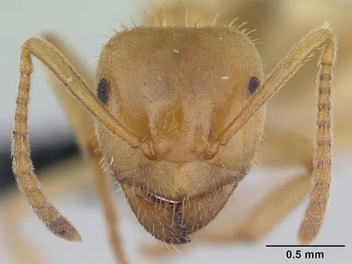 Lasius nitidigaster specimen CASENT0178767 image casent0178767_2