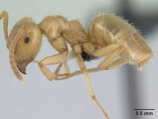 Lasius nitidigaster specimen CASENT0178767 image casent0178767_3