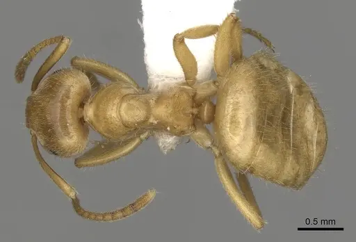Lasius nitidigaster specimen CASENT0280465 image casent0280465_1