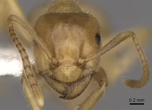 Lasius nitidigaster specimen CASENT0280465 image casent0280465_2