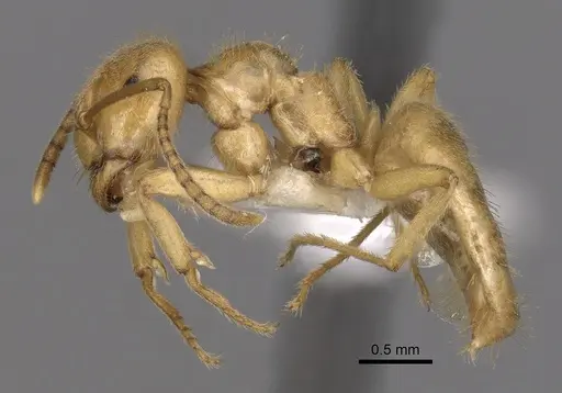 Lasius nitidigaster specimen CASENT0280465 image casent0280465_3