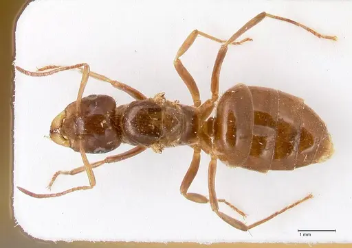 Lasius nitidigaster specimen FOCOL0756 image focol0756_1