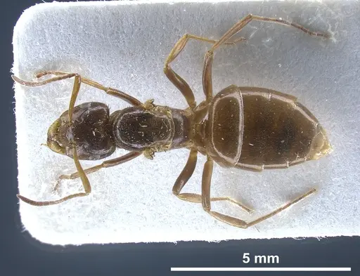 Lasius nitidigaster specimen FOCOL0756 image focol0756_2