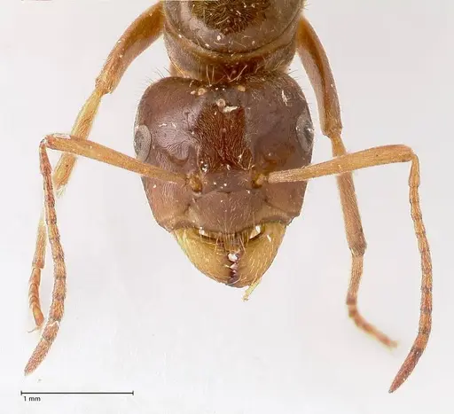 Lasius nitidigaster specimen FOCOL0756 image focol0756_3