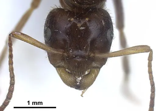 Lasius nitidigaster specimen FOCOL0756 image focol0756_4