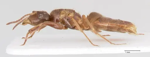 Lasius nitidigaster specimen FOCOL0756 image focol0756_5
