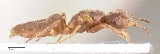 Lasius nitidigaster specimen FOCOL0756 image focol0756_6