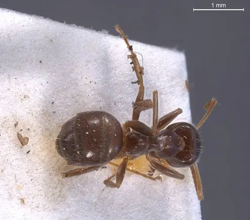 Lasius obscuratus specimen ANTWEB1008435 image antweb1008435_1