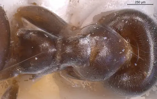 Lasius obscuratus specimen ANTWEB1008435 image antweb1008435_2