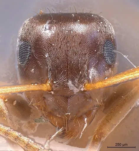 Lasius obscuratus specimen ANTWEB1008435 image antweb1008435_3