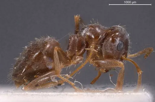 Lasius obscuratus specimen ANTWEB1008435 image antweb1008435_5