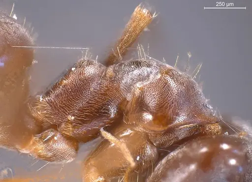 Lasius obscuratus specimen ANTWEB1008435 image antweb1008435_6