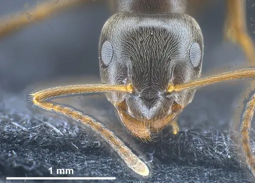 Lasius obscuratus specimen ANTWEB1041465 image antweb1041465_1