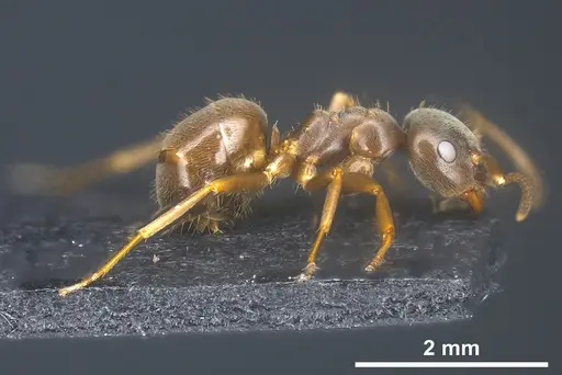 Lasius obscuratus specimen ANTWEB1041465 image antweb1041465_2