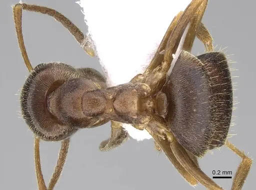 Lasius obscuratus specimen CASENT0922718 image casent0922718_1
