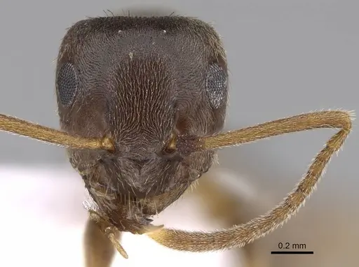 Lasius obscuratus specimen CASENT0922718 image casent0922718_2