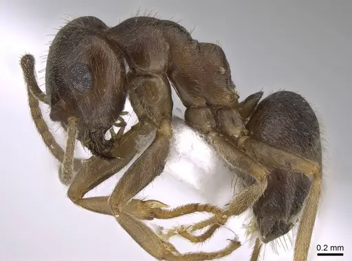 Lasius obscuratus specimen CASENT0922718 image casent0922718_4