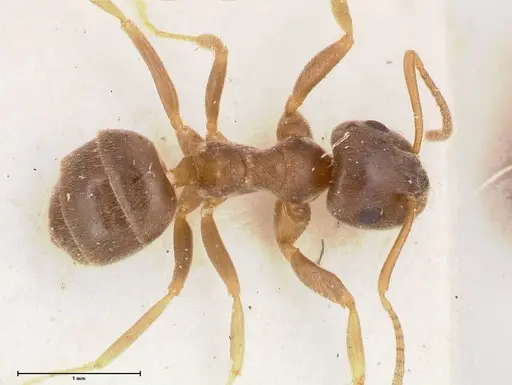 Lasius obscuratus specimen FOCOL0749 image focol0749_1