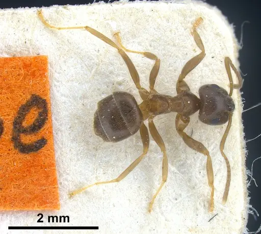 Lasius obscuratus specimen FOCOL0749 image focol0749_2