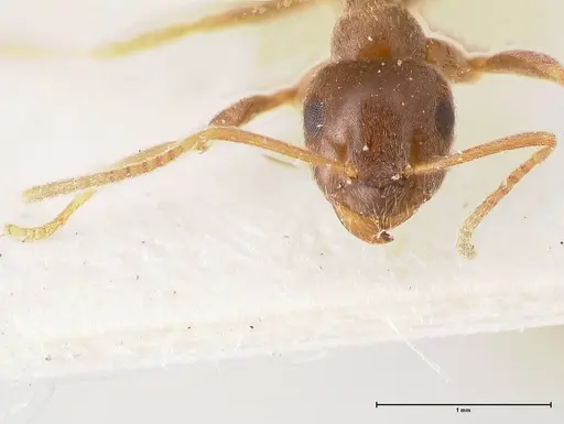 Lasius obscuratus specimen FOCOL0749 image focol0749_3