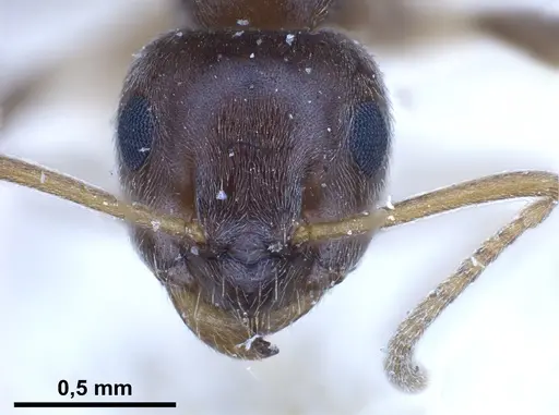 Lasius obscuratus specimen FOCOL0749 image focol0749_4