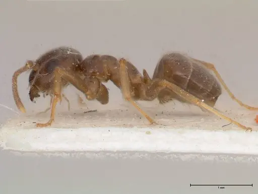 Lasius obscuratus specimen FOCOL0749 image focol0749_5