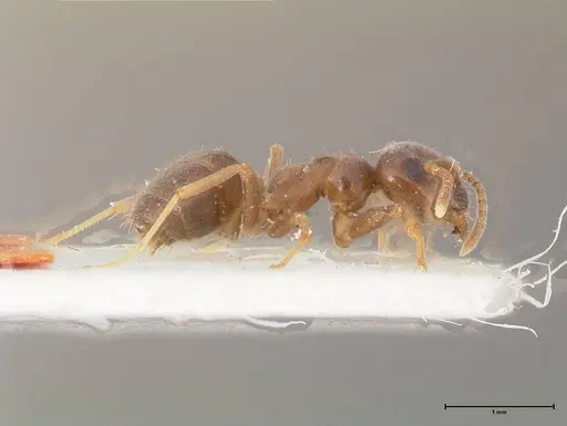 Lasius obscuratus specimen FOCOL0749 image focol0749_6