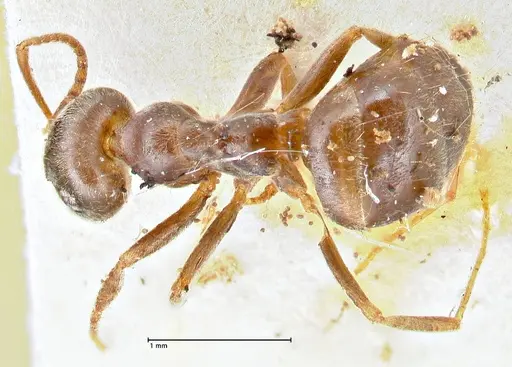 Lasius obscuratus specimen FOCOL2738 image focol2738_1