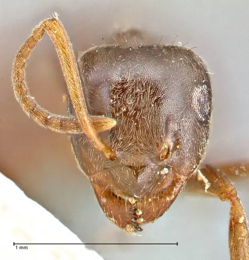 Lasius obscuratus specimen FOCOL2738 image focol2738_2