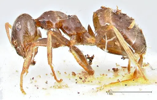 Lasius obscuratus specimen FOCOL2738 image focol2738_3