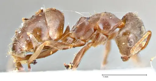 Lasius obscuratus specimen FOCOL2738 image focol2738_4
