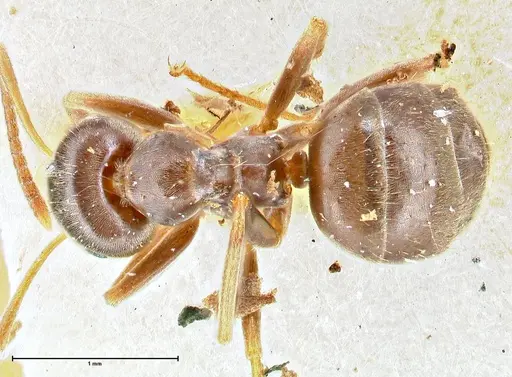 Lasius obscuratus specimen FOCOL2739 image focol2739_1