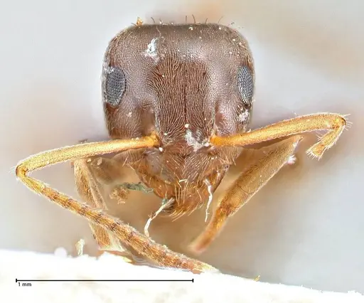 Lasius obscuratus specimen FOCOL2739 image focol2739_2