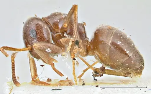 Lasius obscuratus specimen FOCOL2739 image focol2739_3