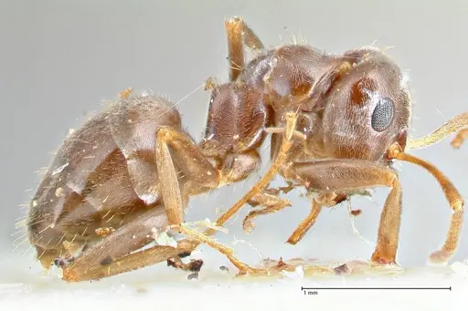 Lasius obscuratus specimen FOCOL2739 image focol2739_4