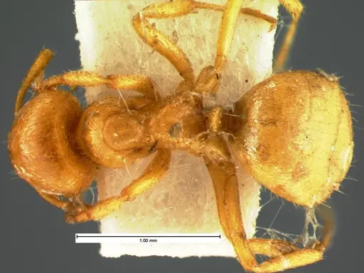 Lasius occidentalis specimen CASENT0105574 image casent0105574_1