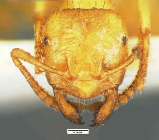 Lasius occidentalis specimen CASENT0105574 image casent0105574_2
