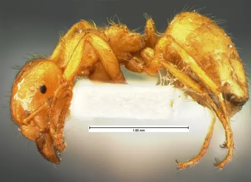 Lasius occidentalis specimen CASENT0105574 image casent0105574_3