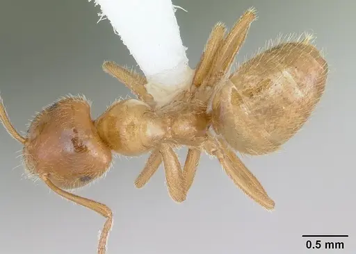 Lasius occidentalis specimen CASENT0172699 image casent0172699_1